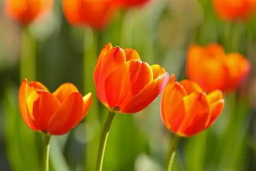 Skilderagtige tulpe - profiel van 'n boodskapper van die lente