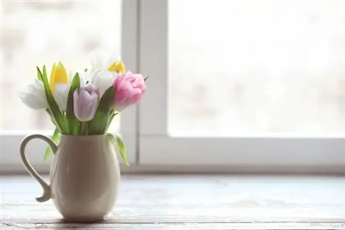 Tulpaner snittblommor växer