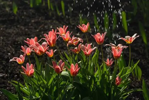 Water tulips correctly: Tips for optimal water supply