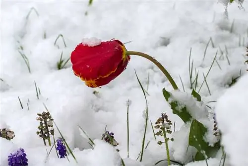 Կակաչներ Frost