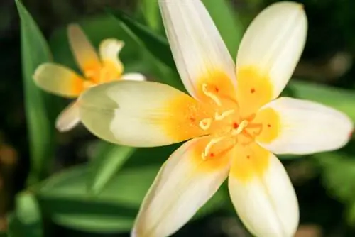 Tulpen voor de wilde teelt: de mooiste soorten op een rij