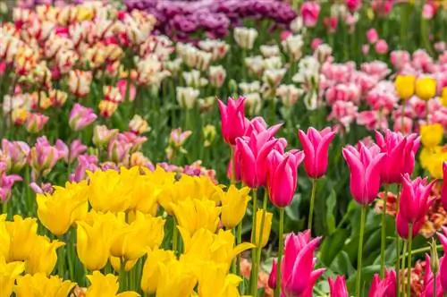 Discover tulip varieties: The most beautiful types and varieties