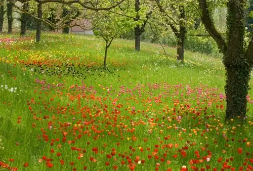 Prairie avec tulipes