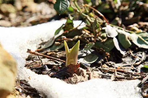 Oorwinter tulpbolle in die pot