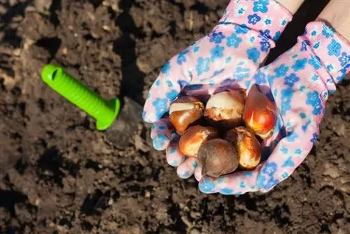 Bulbi di tulipano: velenosi o innocui? Gli esperti chiariscono