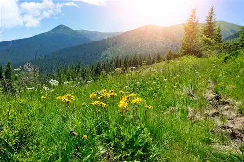 Waar Arnica planten?