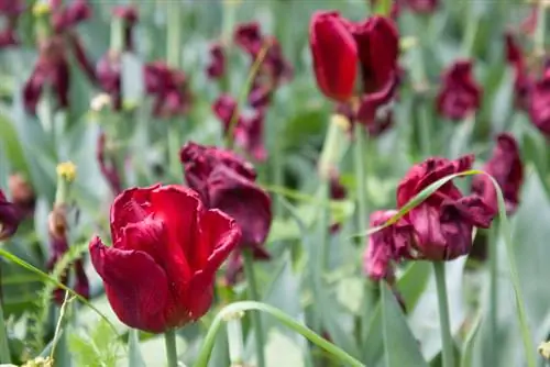 Tulips tom qab flowering