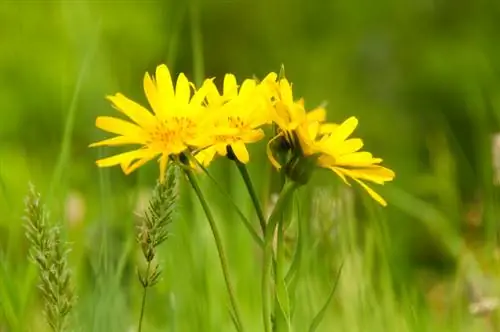 Arnica vermengt zich