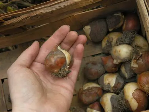 Tulpenbollen verplanten: wanneer is het juiste moment?