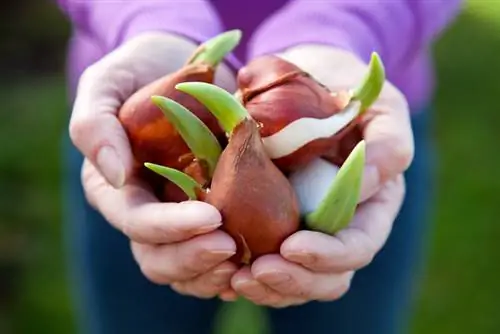 Geef de voorkeur aan tulpenbollen