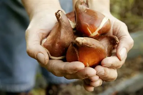 Tulpenbollen zomer maken: zo werkt het