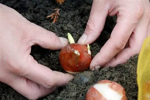 Tempo di piantare i tulipani