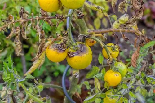 Tomates podridos pardos