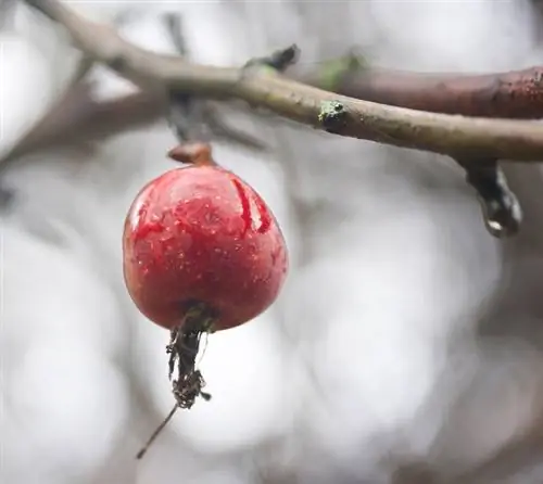 Crabapple giftig