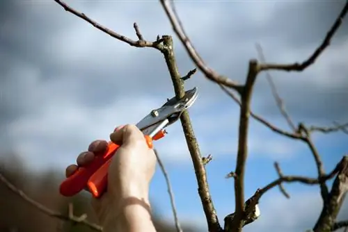 Cut back crabapples