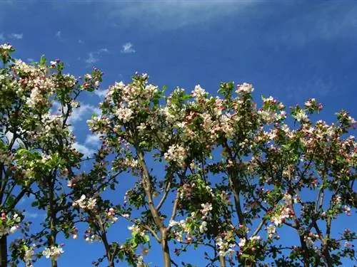 Crabapple species