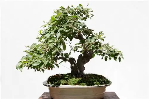 Grow crabapples as bonsai