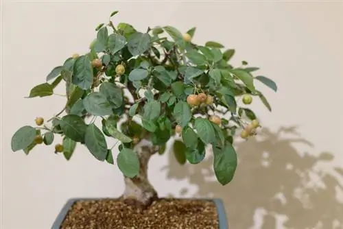 Crabapples in a bucket: Prachtige soorten voor balkons en terrassen