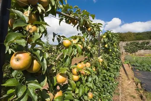 Manzano silvestre: Muchos usos en el jardín