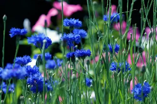 ¿Cuándo florecen los acianos? Consejos para la época de floración