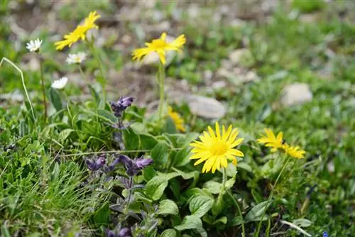 Arnica planten