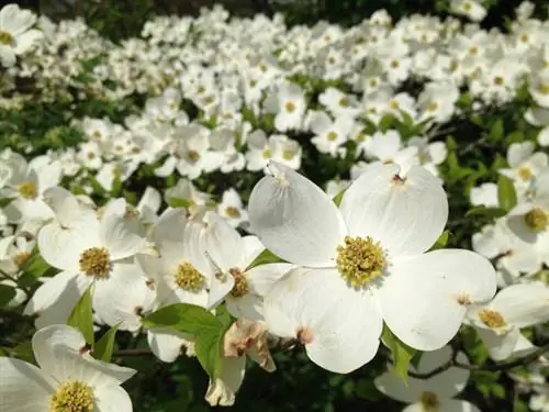 Propagar cornejos en flor