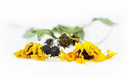 Arnica zaaien: hoe u het succesvol in uw eigen tuin kunt laten groeien