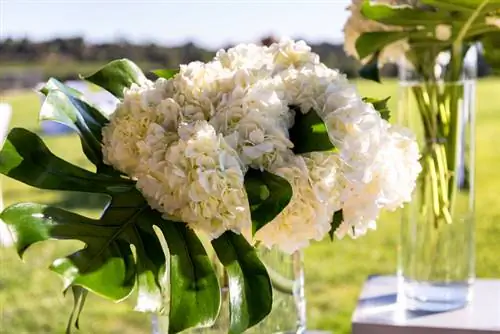 Pemangkasan hydrangea hutan