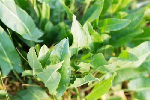 Walka z dokami bez środków chemicznych: naturalne metody i wskazówki