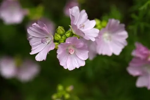 Pemangkasan musk mallow