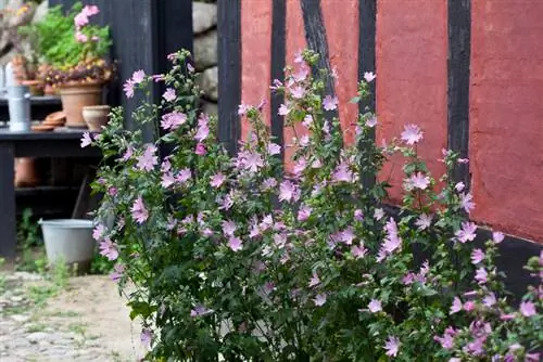 Versorging van wilde malva: wenke vir gesonde en pragtige plante