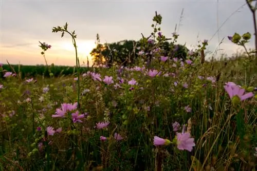 Sembra malva salvatge