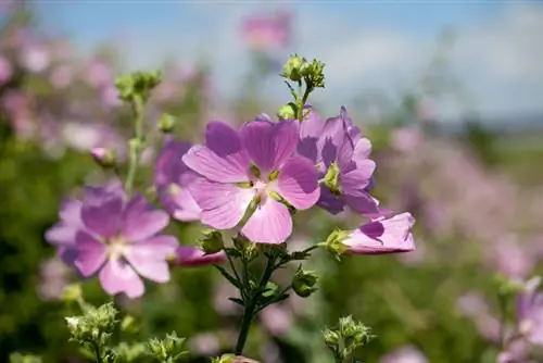 Mga katangian ng wild mallow