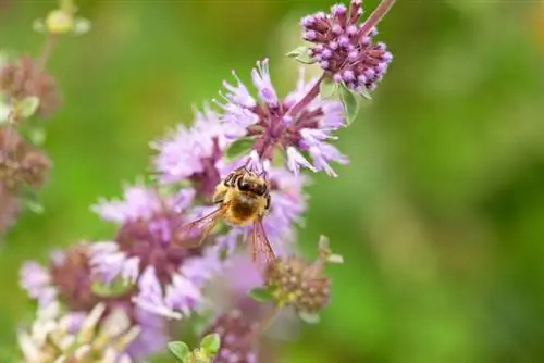 Polei menta commestibile