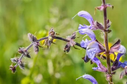 Caractéristiques de la sauge des prés