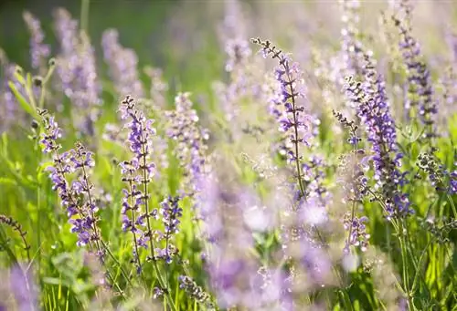 Planter de la sauge des prés : Comment semer des graines au jardin