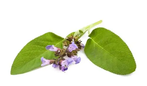 Meadow sage medicinal nroj tsuag