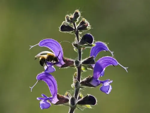 When does meadow sage bloom?