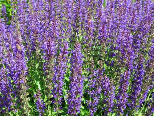 Come trovo la posizione ottimale per la salvia dei prati?