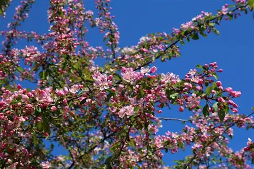 Krapappels in volle blom: wenke vir maksimum blomme