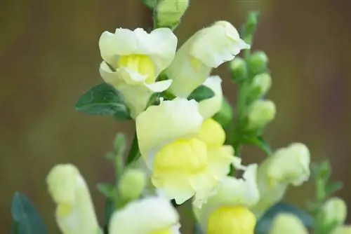 Snapdragons valgomi