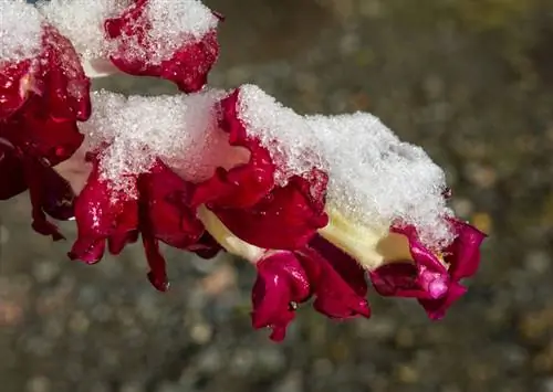 Snapdragons sunt rezistenti