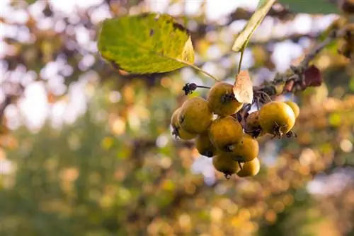 Är crabapple giftig? Allt klart för människor och djur