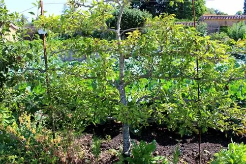 Blommande, grön vägg och dekorativ insynsskydd - crabapple-häcken