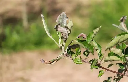 Crabapple μανιτάρια