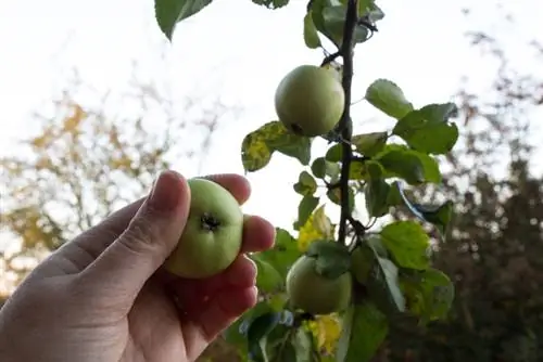 Օգտագործեք crabapple