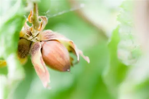 Corkscrew hazelnut yenye sumu