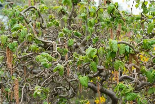 Avellana sacacorchos en el jardín