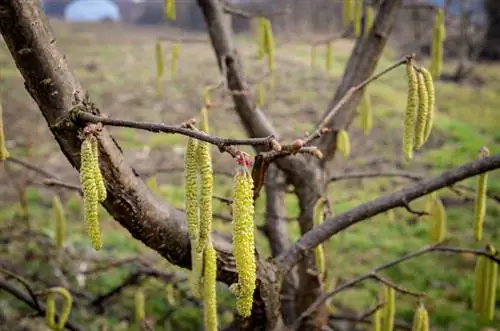 Ilipat ang corkscrew hazel