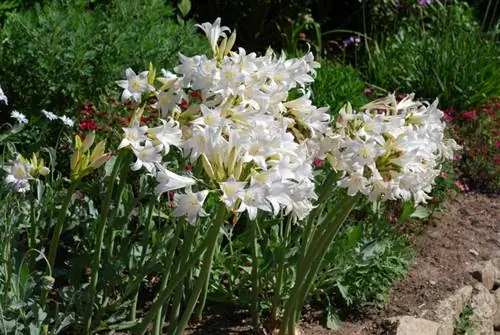 Piantare l'amarillide da giardino